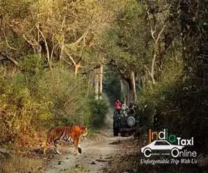 Delhi to Jim Corbett Taxi Fare Delhi to Jim Corbett Taxi Fare