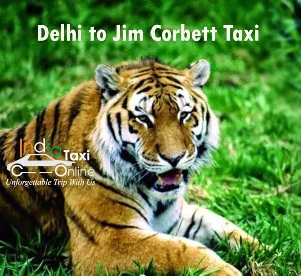 Delhi to Jim Corbett Taxi