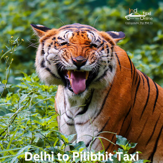 Delhi to Pilibhit Taxi